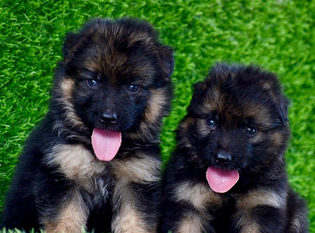 Order Female  German shepherd Puppy from Kolkata